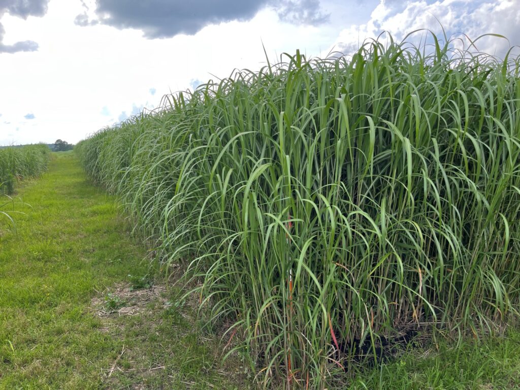 Miscanthus crop growing in the field