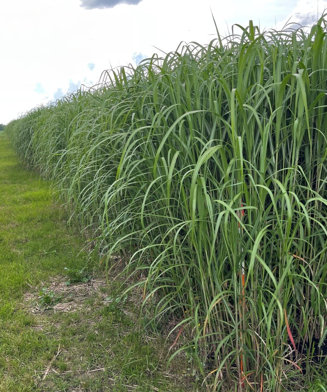 Miscanthus crop growing in the field 